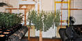 Hanfplantage in Wiener Wohnung