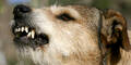 Hund Mischling aggressiv Hundeattacke