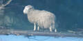 Schaf FF Langenlois
