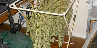 Polizeihund erschnüffelt Hanfplantage 