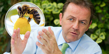 Niki BERLAKOVIC / Bienen