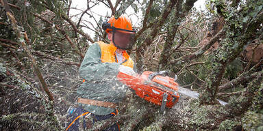 Forstarbeiten Symbolfoto
