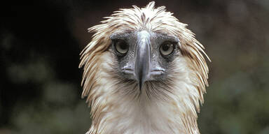 Phillippinenadler / Affenadler