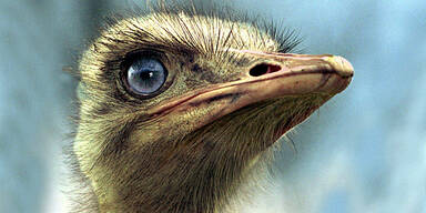 Vogel Strauß