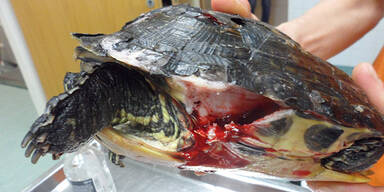 Aufreger: Tierbabys im Müll entsorgt