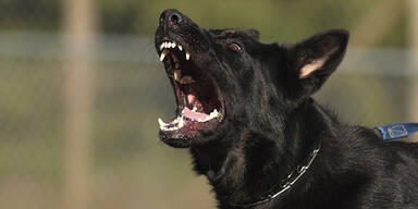 Deutscher Schäferhund / Hund aggressiv Hundebiss Hundeattacke