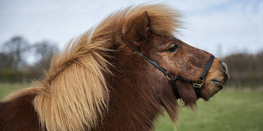 Shetland Pony