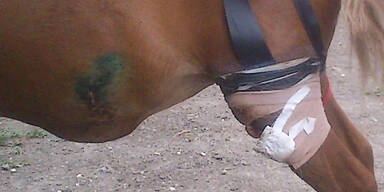 Tierquäler attackiert Pony in Streichelzoo