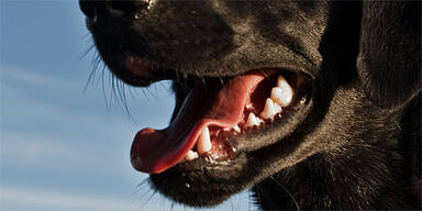 Hundebiss Labrador