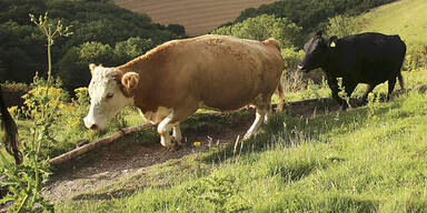 Rinder Kühe Kuh Stier