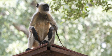 Languren Affen Delhi