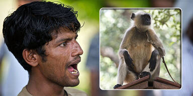 Languren Affen Delhi