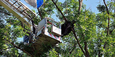 Paragleiter von Windböe in Baum geweht