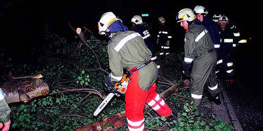 23-Jähriger krachte mit Auto in Wald