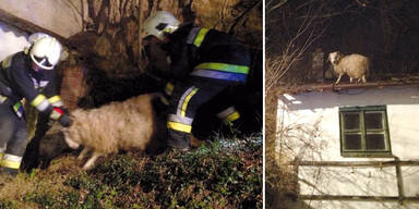 Kurios: Schaf saß auf Hausdach fest