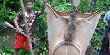 Foto zeigt gr&ouml;&szlig;te Fledermaus der Welt