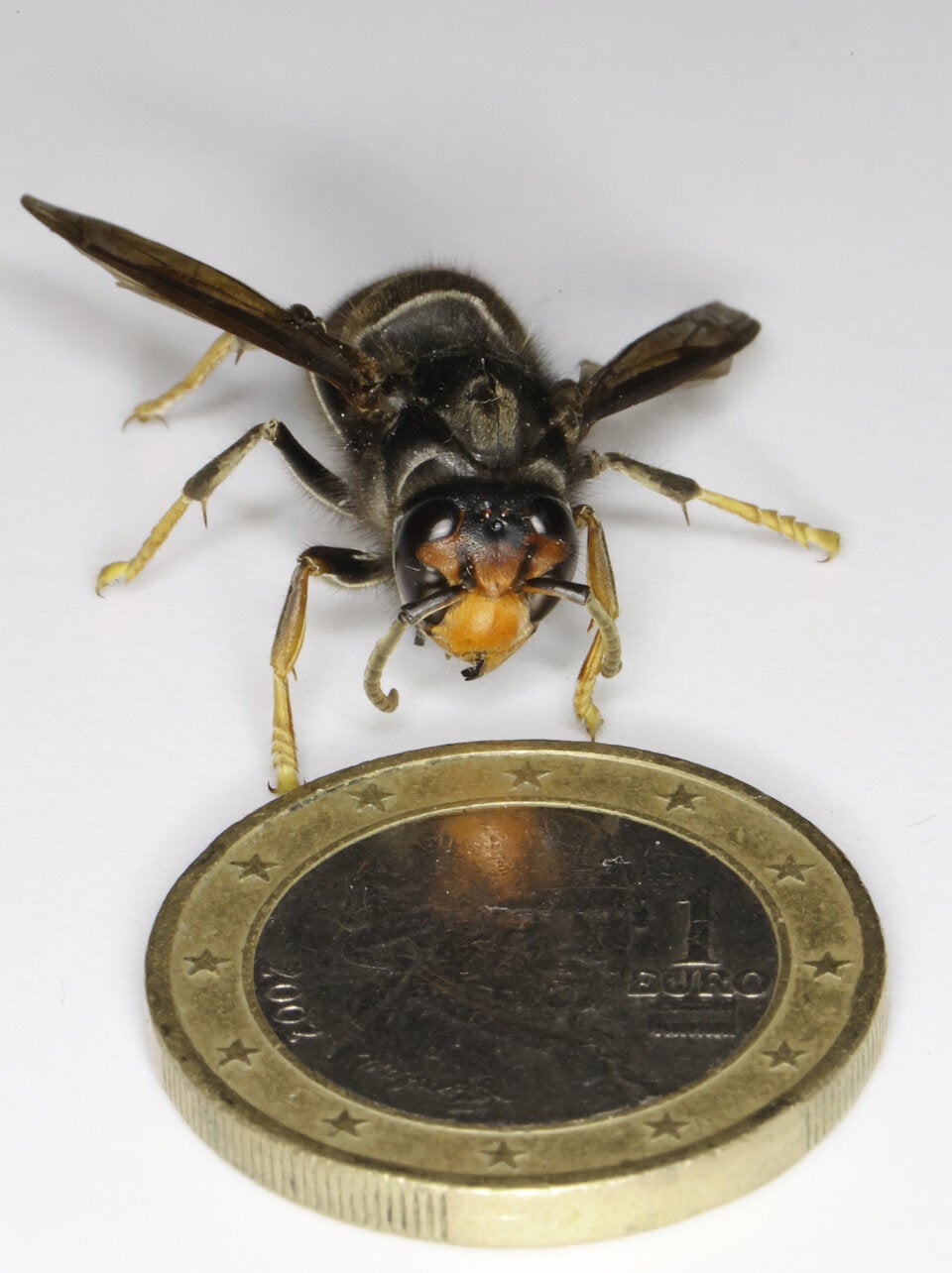 Killer-Hornisse in Österreich