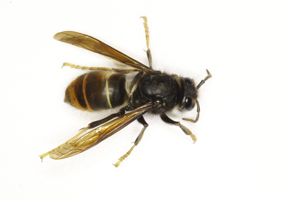 Killer-Hornisse in Österreich