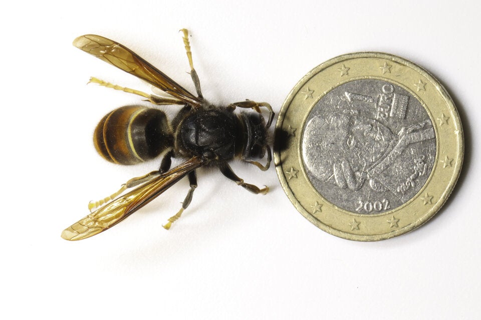 Killer-Hornisse in Österreich