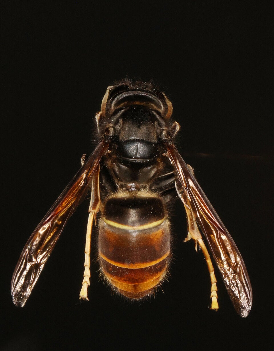 Killer-Hornisse in Österreich