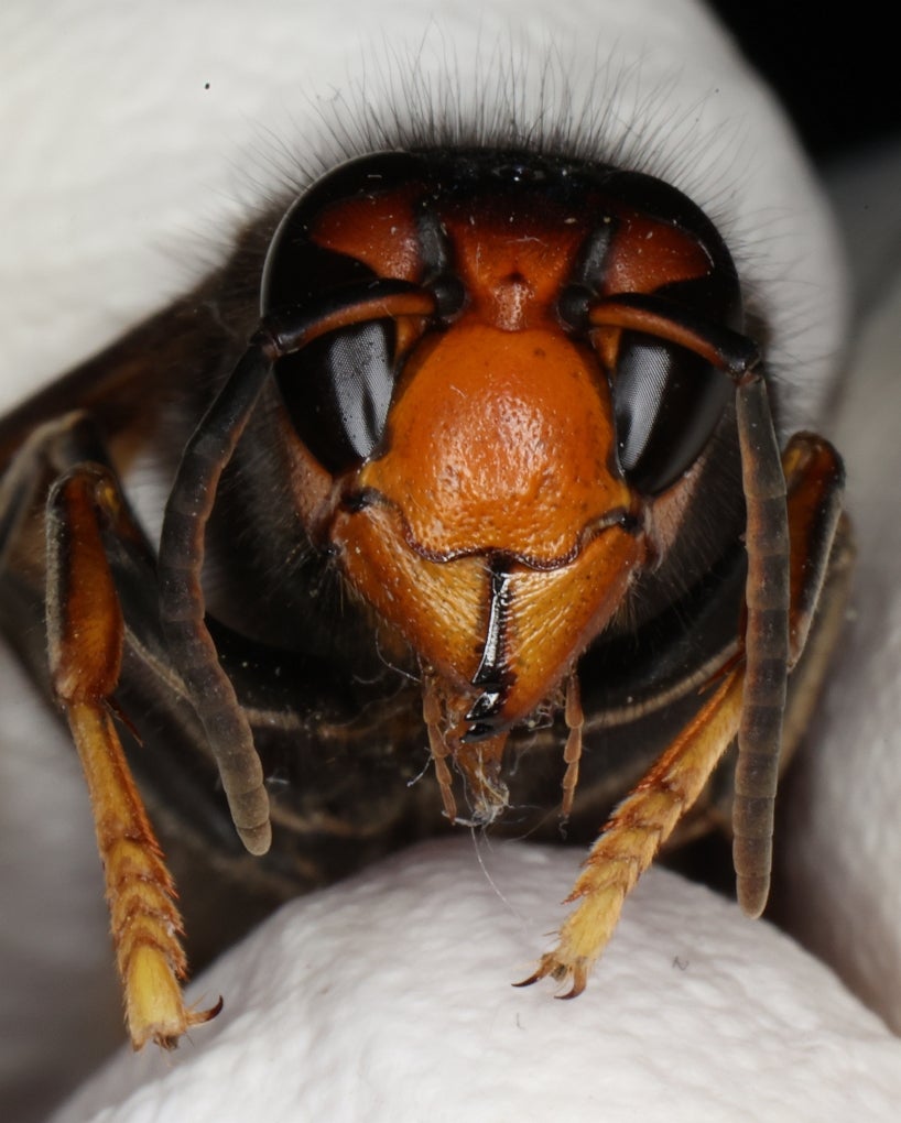 Killer-Hornisse in Österreich