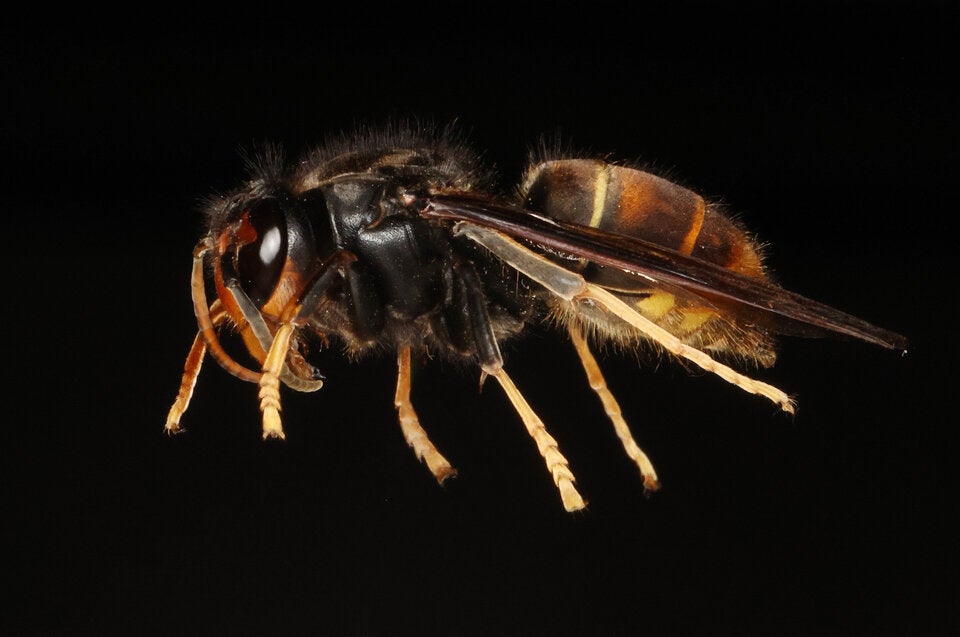 Killer-Hornisse in Österreich