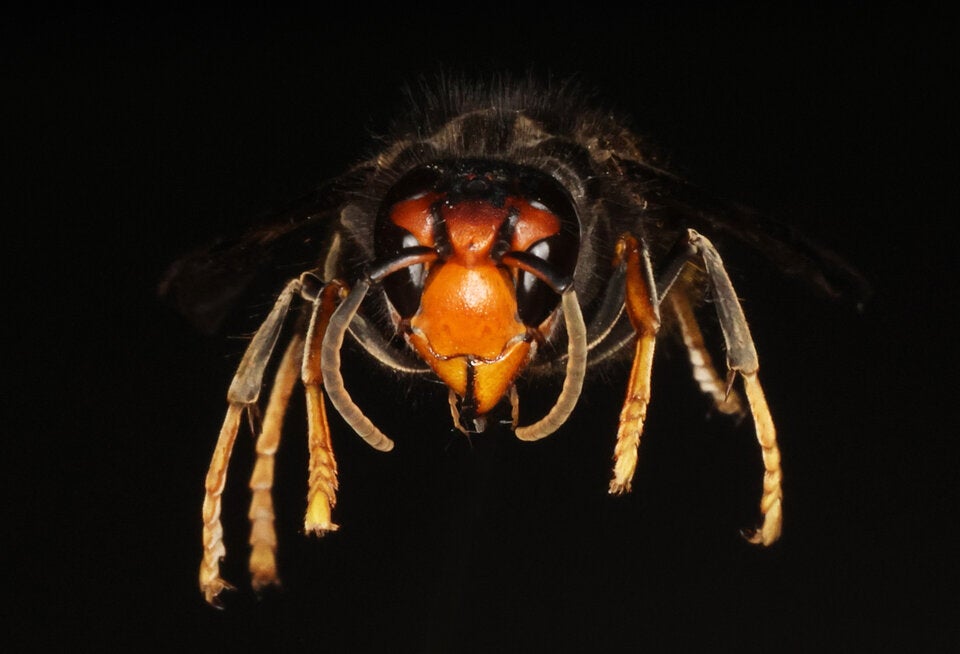 Killer-Hornisse in Österreich