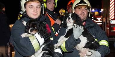 3 Hunde aus Auto gerettet