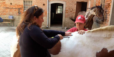 Irrer schießt mit Armbrust auf Pferde