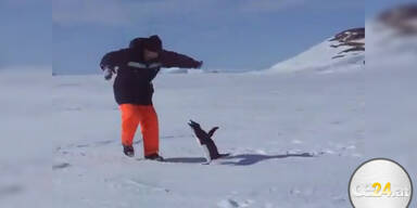 Der Angriff eines "Killer"-Pinguins