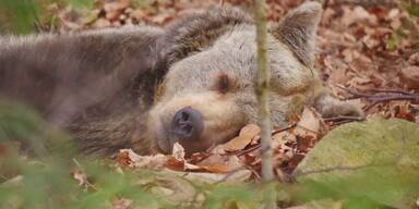 B&Auml;REN-ALARM im Waldviertel: B&auml;renwald Arbesbach &ouml;ffnet wieder!