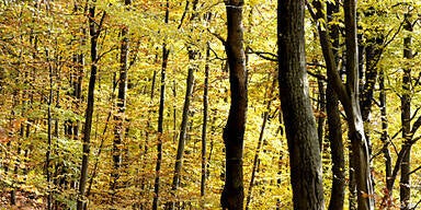 Auch Potenzial forstlicher Bioenergie ist begrenzt