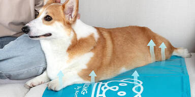 Shopping Channel Kühlmatten für Hunde Aufmacher Corgi Pawtasy