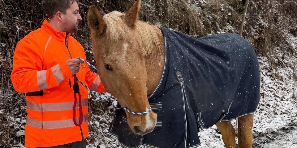 Ausgebüxtes Pferd hielt sich auf der Bundesstraße an Rechtsregel