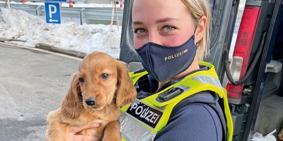 Ausgesetzt und gerettet: Tier-Dramen um Welpen und Mischling