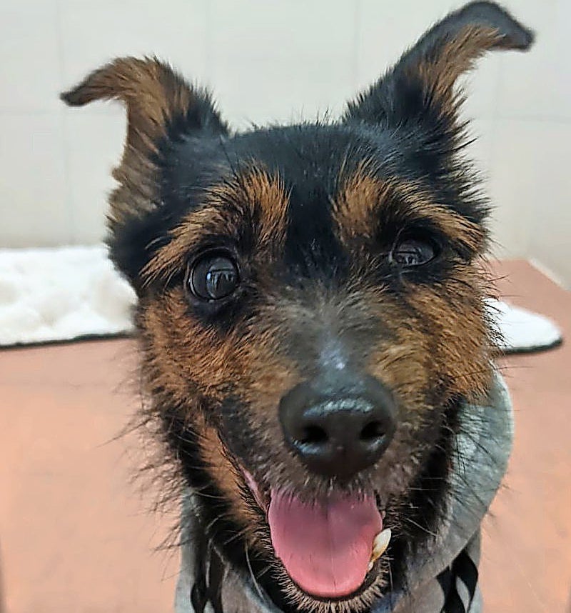 Ausgesetzt und gerettet: Tier-Dramen um Welpen und Mischling