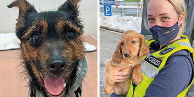 Ausgesetzt und gerettet: Tier-Dramen um Welpen und Mischling