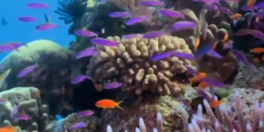 Australien Klimagesetz 2.PNG