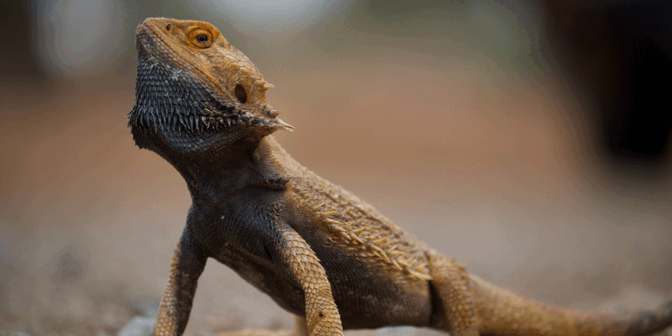 Das malerische Outback in Südaustralien