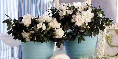 Azaleen k&ouml;nnen bis zu acht Wochen bl&uuml;hen