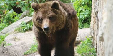 B&auml;r im Alpenzoo Innsbruck