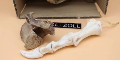 B&auml;renknochen/Zoll