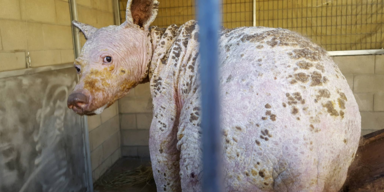 The Humane Society of the United States