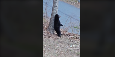 DebraHowell68/TikTok