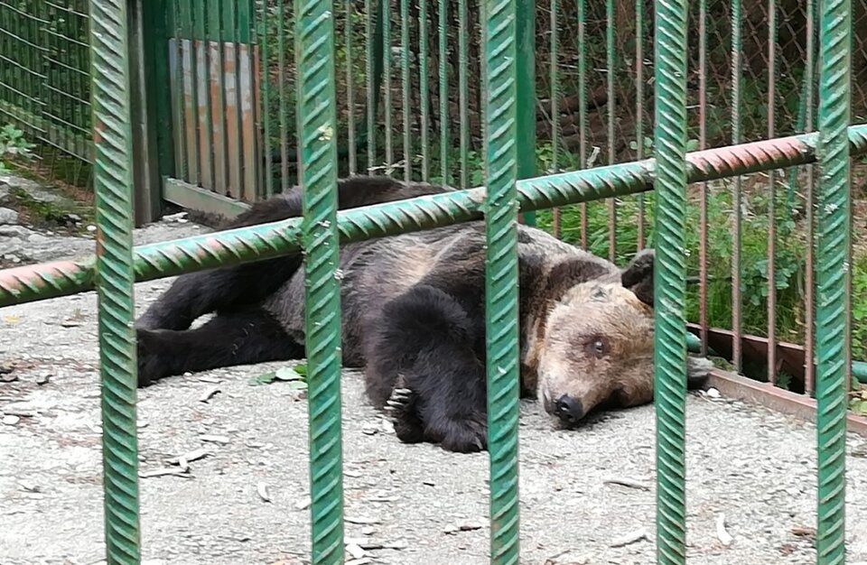 Die Bären Slowenien