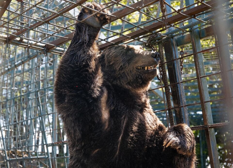 Die Bären Slowenien