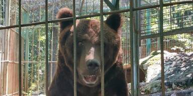 Die B&auml;ren Slowenien