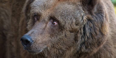 Schwammerlsucher von Bärin gebissen