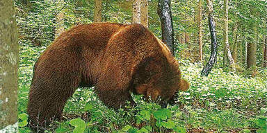 Braunbär "Herwig" ist wieder auf Raubzug