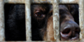 Unsere Tiere - Tierschutz-CH - Vier Pfoten, Bären, Vietnam, Nahaufnahme - 960x480